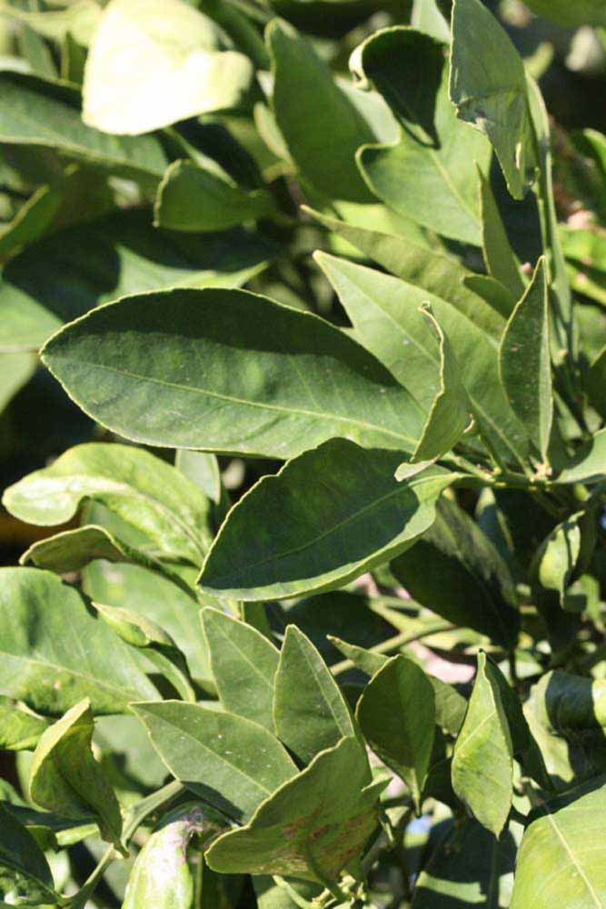            Sun leaves (Riverside, CA)   